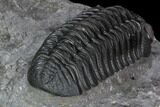 Prone Morocops Trilobite - Top Quality Specimen #88872-4